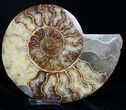 Gorgeous Polished Ammonite Pair - Agatized #11783-1